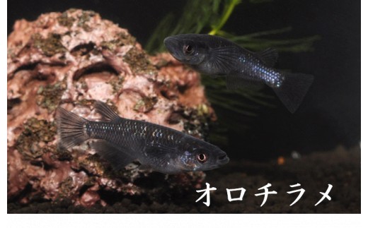 
                  メダカ「オロチラメ」１～３ペア
                