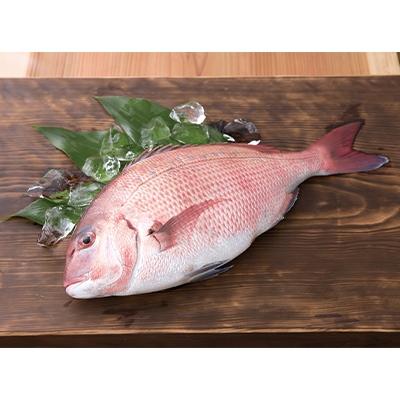 ふるさと納税 須崎市 高知県産　海援鯛のづけ丼セット 80g×4食 |  | 03