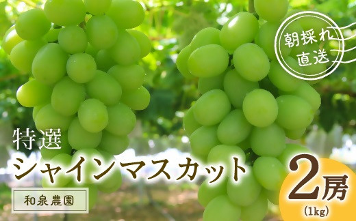 
                  特選シャインマスカット2房入（約1kg）
                