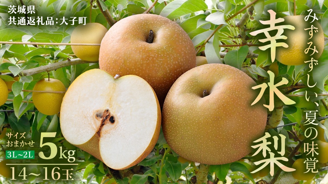 茨城県産 梨 幸水 サイズおまかせ(2L～3L) 5kg(14～16玉)  (茨城県共通返礼品：大子町) 梨 なし ナシ 果物 くだもの 季節 フルーツ デザート 旬果