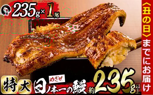 【丑の日までに配送】＜肝串3本付き！＞日ノ本一の鰻の蒲焼き＜特大＞1尾(約235g以上) a4-071-sbs-us