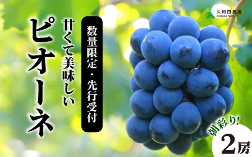 
            【2025年先行受付】数量限定 ぶどう ＜久和田農園＞朝採り ピオーネ 2房 果物 フルーツ 先行予約 久和田農園  広島 三原 034002
          