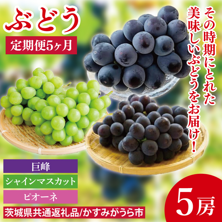 【先行予約】【2025年8月より発送開始】【5ヶ月定期便】ぶどうの定期便5か月　500g×5房（茨城県共通返礼品：かすみがうら市産）｜ぶどう 果物 フルーツ くだもの 定期便 フルーツ定期便 共通返礼品 先行予約 数量限定 茨城県 かすみがうら市産 大子町(CD154)
