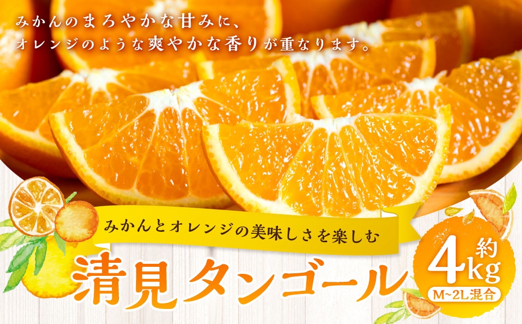 
                  【 みかんとオレンジの美味しさを楽しむ 】 清見タンゴール 約4kg みかん ミカン オレンジ 柑橘 柑橘類 柑橘系 くだもの 果物 フルーツ 果実 果汁 果肉 国産 愛媛県産 【 2027年2月下旬～5月上旬発送予定 】 ( 1063 )
                