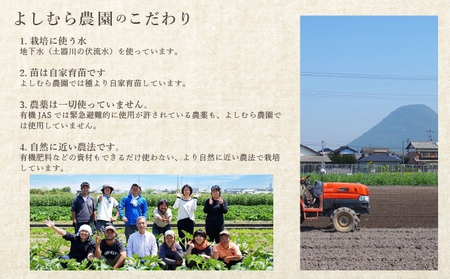 野菜 詰め合わせ 定期便 よしむら農園 オーガニックおまかせ野菜セット/2回定期便 野菜 詰め合わせ オーガニック おまかせ セット 一人暮らし 野菜炒め 無添加 旬 有機栽培 JAS 新鮮