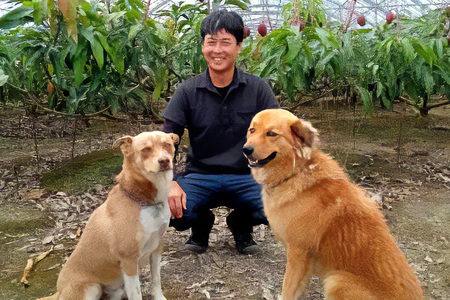 【2024年発送】かねよしマンゴーの甘くとろけるマンゴー1.5kg（贈答用）