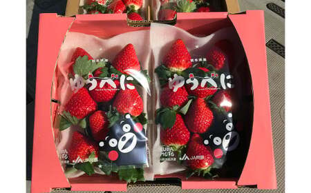  熊本県産 苺 旬の品種 （2種） 約1.5キロ 前後 いちご イチゴ フルーツ 果物 【2025年3月上旬発送開始】