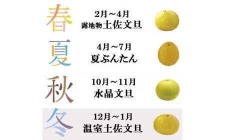 【先行予約】12月発送土佐文旦 温室土佐文旦 2~4L 約10kg 約10キロ(16~20個入り)〈2026年12月上旬?2027年1月中旬頃発送〉  / お得箱 ブンタン ぶんたん 土佐文旦 ハウス