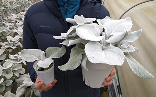 育て方次第では幅10センチを超える大きな葉にも成長します（左：出荷時　右：生育後）