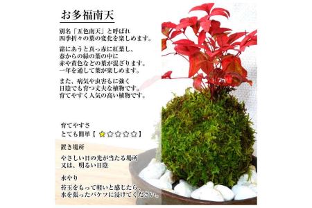 天然苔専門店 弥栄苔 選べる縁起物苔玉（２個セット）【1315】