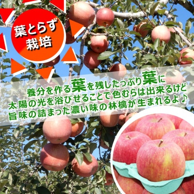 令和6年1月中旬より発送 訳アリ 葉とらずサンふじ5キロ箱 14～20玉 津軽産直組合直送!【配送不可地域：離島・沖縄県】