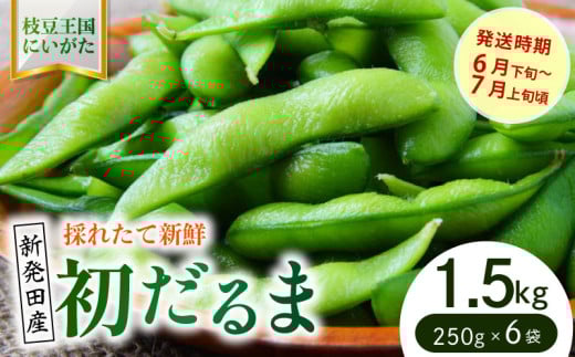 初夏を先取り極早生枝豆！ 初だるま  1.5kg 【 数量限定 極早生 枝豆 茶豆 新潟産 ビール つまみ  初だるま 1.5kg 株式会社せいだ 新潟県 新発田市 seida017  】