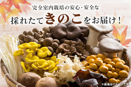 きのこの詰め合わせ Mサイズ（茨城県共通返礼品・城里町産）