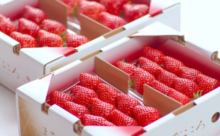 【先行予約】とちおとめ いちご 260g×4P 埼玉県 東松山市