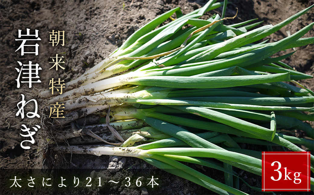 朝来市特産 岩津ねぎ 3kg (太さにより21～36本) MLサイズ混載 AS51AB57-3