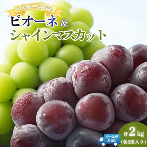 【2026年先行予約】［大原観光果樹園］ピオーネ2房とシャインマスカット2房（計4房 約2kg）【026-a018】