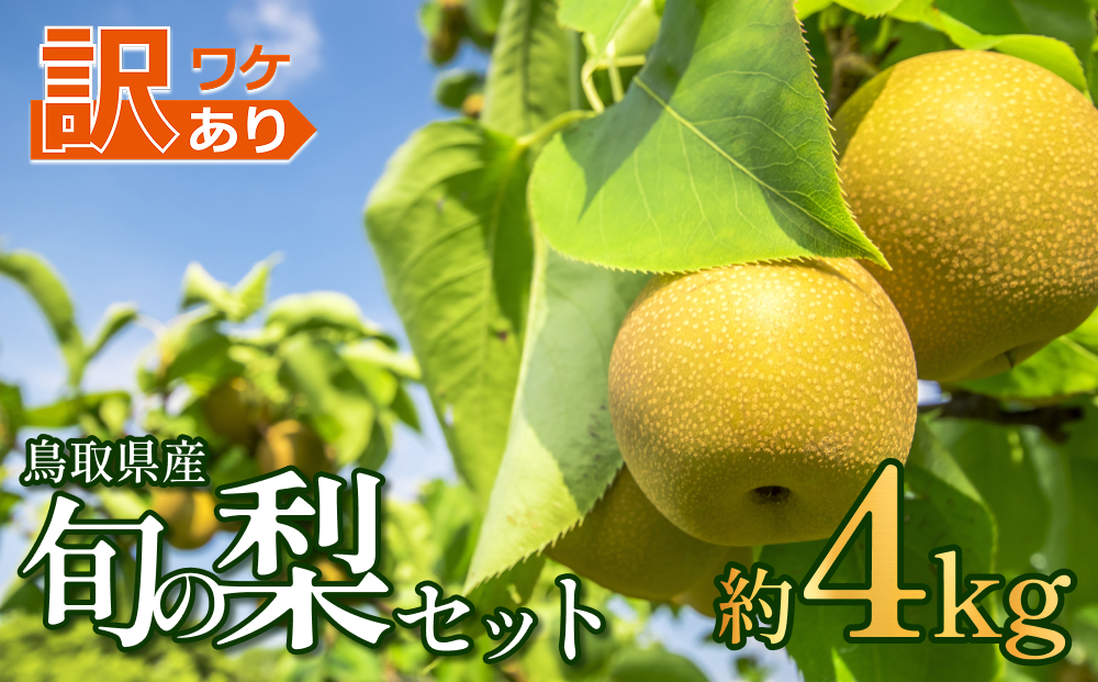 先行予約 訳あり 鳥取県産旬の梨セット 4kg｜鳥取 果物 フルーツ なし 梨【41044】