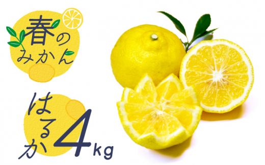 【2026年2月〜発送】【爽やか系 柑橘 春のみかん 】はるか 約4kg / みかん フルーツ 果物 / 南島原市 / 長崎県農産品流通合同会社 [SCB075]