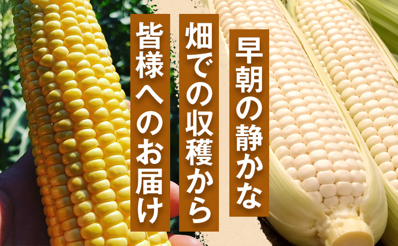 ［定期便・全3回］［夏の味覚］潮風ゴールド 2Lサイズ 5～8本 1セット とうもろこし トウモロコシ ゴールドラッシュ 黄色 潮風ゴールド スイートコーン 茹でとうもろこし BBQ 焼き肉 白浜町
