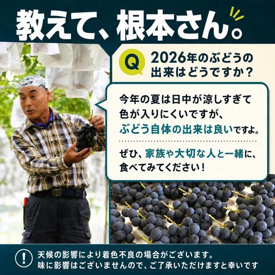 ぶどう 根本さんのお任せ３品種セット 巨峰 マスカット 約1.2kg | 完熟 葡萄　ぶどう 甘い 大粒 フルーツ 産地直送 栃木県 矢板市