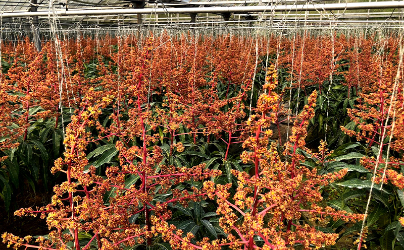 2025年発送【沖縄やんばる産】約1kg　良品アップルマンゴー（Ms mango farm） 南国 南国フルーツ 先行予約 期間限定 沖縄 甘味 糖度 フルーツ 果物 果実 プレゼント ギフト トロピ