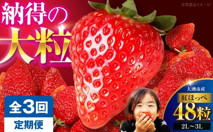 
            いちご【先行予約】【全3回定期便】いちご(紅ほっぺ)24粒×2箱 果物 くだもの フルーツ 野菜 やさい いちご イチゴ 苺 ストロベリー 大粒 大容量 甘い ジャム ケーキ タルト アレンジ こだわり 愛媛県産 大洲市産 産地直送 高級 ご褒美 贅沢 おすすめ 人気 お取り寄せ 送料無料 贈答 ギフト 愛媛県大洲市/有限会社西山青果 [AGAR018] 
          