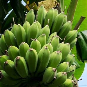 西原町の栽培期間中農薬不使用のナムワバナナ5kg【1616146】