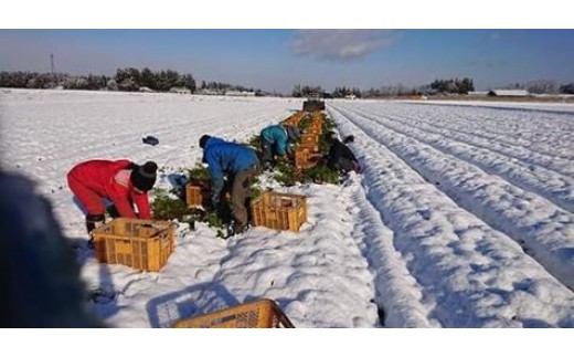 雪の下で甘みを蓄えた人参の収穫作業です。