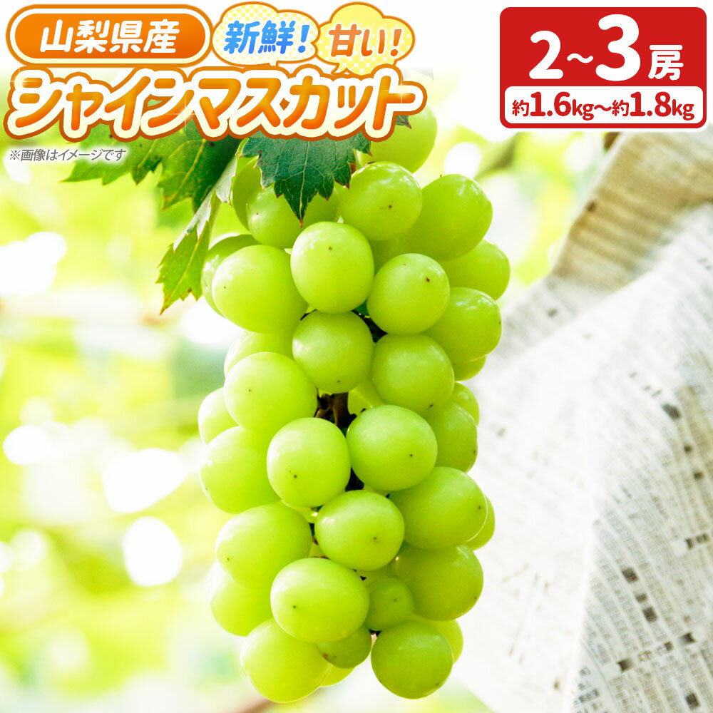 【ふるさと納税】新鮮！甘い！山梨県産 シャインマスカット 2房～3房（約1.6kg～1.8kg） 「道の駅とよとみ」より厳選したものを出荷！ ぶどう ブドウ 葡萄 フルーツ くだもの 果物 果実 デザート 冷蔵 国産 山梨県 中央市 送料無料 【2026年8月下旬～9月下旬発送予定】