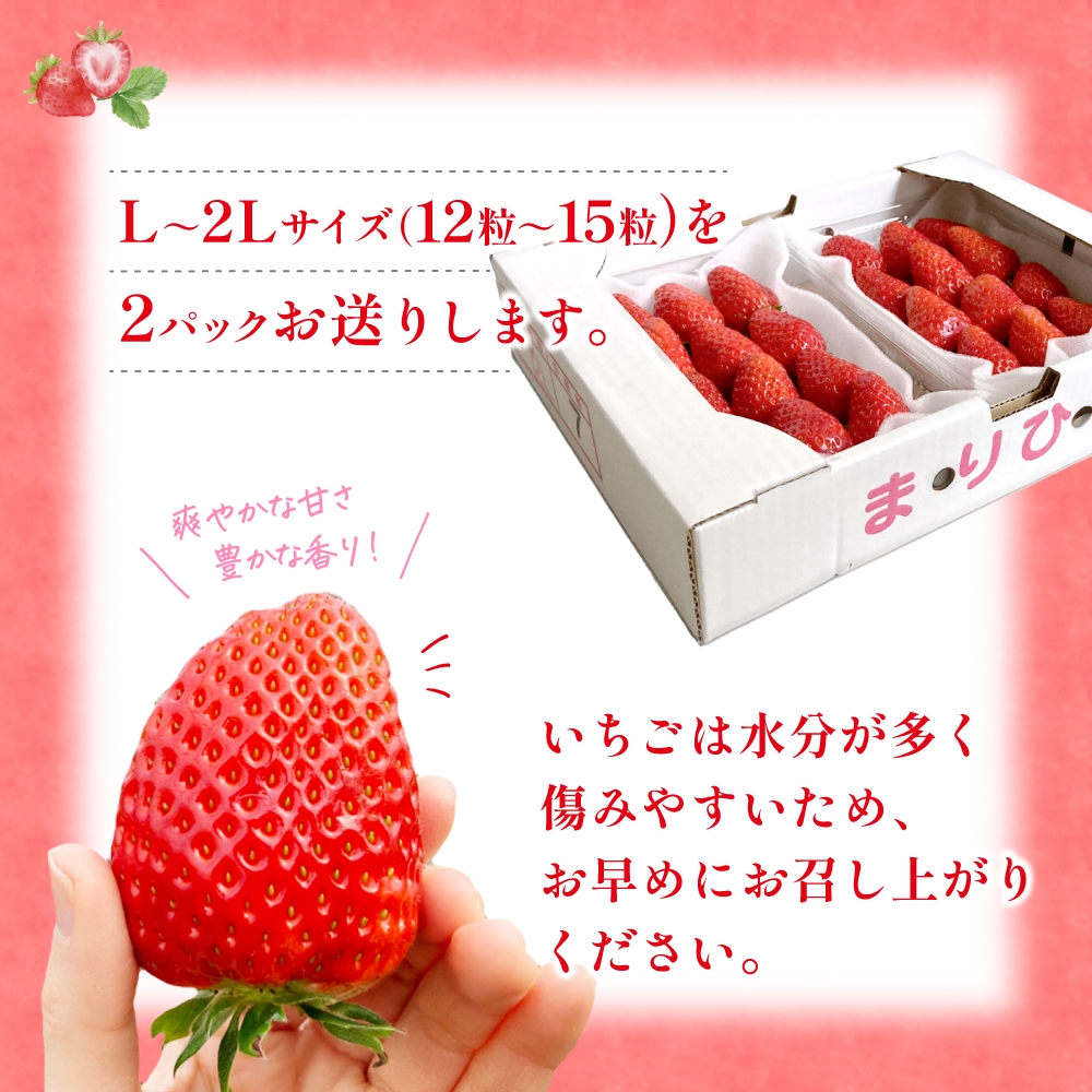 【先行予約】まりひめ いちご 12粒～15粒入り×2パック（500g）2026年1月中旬～2026年3月中旬頃に順次発送予定（お届け日指定不可）/ いちご 苺 まりひめ 和歌山 フルーツ 果物 くだも