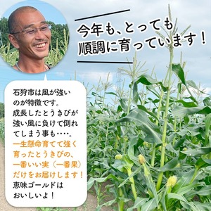 石狩産 スイートコーンとうもろこし（4.0kg以上 約9～12本）｜トウモロコシ とうきび 北海道 石狩市