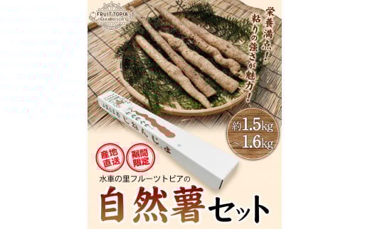 【2026年発送先行予約】 自然薯 セット 《2026年11月中旬‐12月末頃出荷》 水車の里フルーツトピア 岡山県 矢掛 自然薯　野菜 自然生 山芋