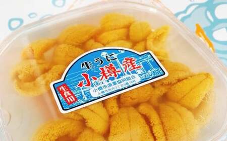 小樽産 バフン・ムラサキ 塩水生ウニ セット 100g×2パック 合計約200g うに ウニ 生ウニ 北海道 小樽市【2025年6月上旬-8月上旬 発送予定】