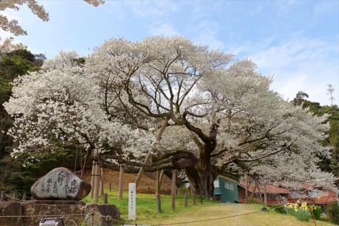 浜田市観光タクシー5時間コース（普通車：上限４名） 貸切 フリー 利用券 チケット 旅行 島根県 便利 観光 ドライブ 乗車券 移動 プレゼント 帰省 お盆 【1375】