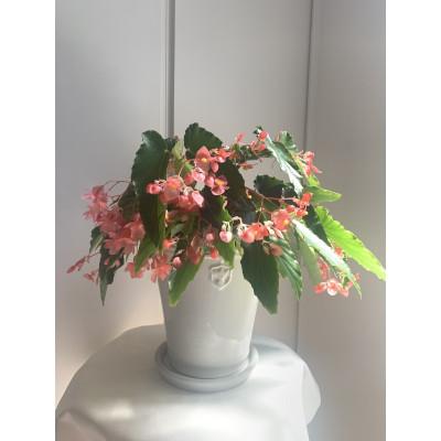 ふるさと納税 府中市 ベゴニアのパイオニア　花郷園オリジナル　木立性ベゴニア「マザーズ・ディ」　5号サイズ陶器鉢入り