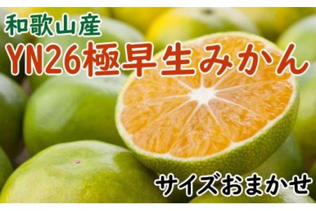 【産直】YN26極早生みかん約5kg（2S～Mサイズおまかせ）※2024年9月中旬～10月中旬頃より順次発送【tec800】