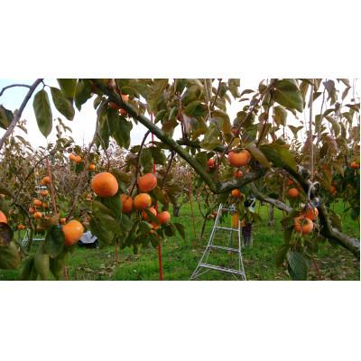 ふるさと納税 本巣市 加藤果樹園の富有柿 Lサイズ (14個入) |  | 03