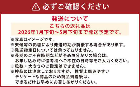 『まるで太陽の恵みをそのまま閉じ込めたような真っ赤な大玉トマト』約3.5kg 1箱 （熊本県産） 【2026年1月下旬発送開始】 野菜 やさい トマト とまと 大玉トマト