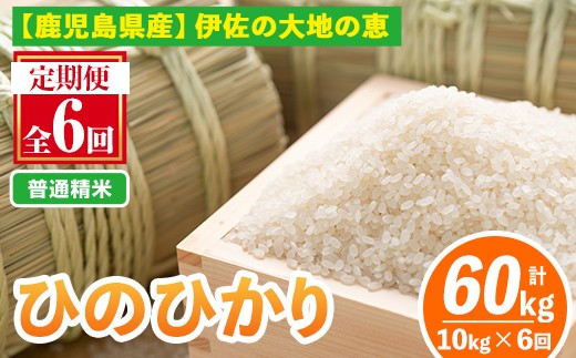 isa520-A 【定期便6回】 ＜普通精米＞選べる精米方法！令和7年産 鹿児島県伊佐南浦産ひのひかり (合計60kg・計10kg×6ヵ月) 国産 白米 精米 伊佐米 お米 米 生産者 定期便 ひのひかり 【Farm-K】