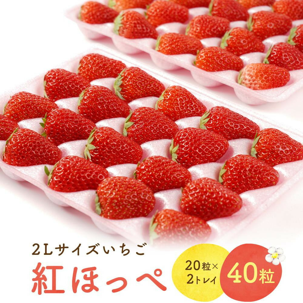 【ふるさと納税】2Lサイズ　 静岡いちご「紅ほっぺ」40粒　総重量約600g　【20粒（約300g）×2トレイ】 数量限定　人気　リピート多数 | フルーツ 果物 くだもの 食品 人気 おすすめ 送料無料