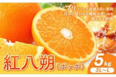 紅八朔(ポッポ) 約5kg