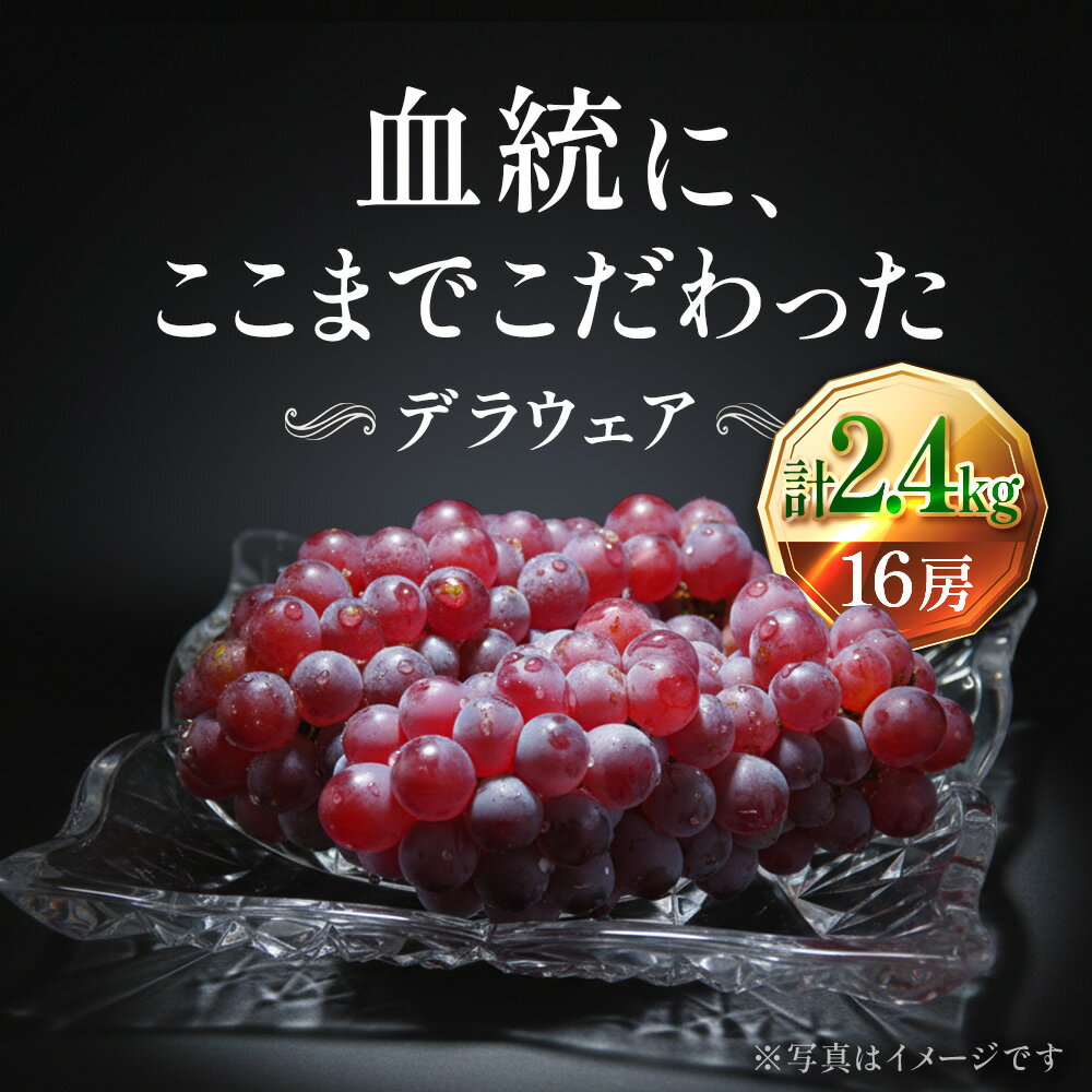 【ふるさと納税】【2026年先行予約】苗から厳選 デラウェア2.4kg(16房) 6月下旬～7月中旬発送 特選 期間限定 大粒 ぶどう ブドウ フルーツ 果物 くだもの おすすめ　お届け：2026年6月下旬～7月中旬