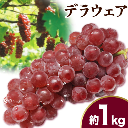 デラウェア 約1kg(4パック) 有限会社なかむら農園《6月上旬-7月下旬頃出荷》大阪府 羽曳野市 ぶどう ブドウ 葡萄 送料無料 ---habikino_nmf_2_2---