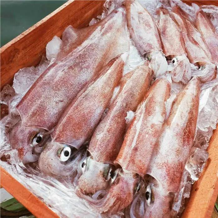 魚介 漁師直送！旬の海産物詰め合わせ(10,000円相当)冷蔵 島根県松江市/株式会社永幸丸[ALFM004] 魚介 魚介