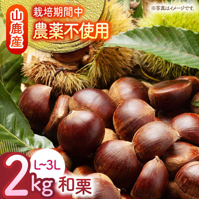 【ふるさと納税】【先行予約】 和栗 約2kg（約1kg×2袋） L〜3L 【すみれファーム】[ZEP058] 熊本 山鹿 わぐり くり 栗