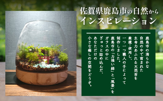 J-33　苔テラリウム　手入れ簡単 癒やしのインテリア 卓上サイズ 誕生日 プレゼント雑貨 敬老の日 贈り物 観葉植物 初心者 鹿島市産 / mossty