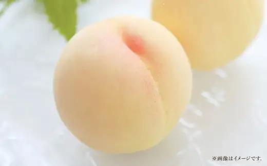 岡山白桃 5 ～ 6玉 約1.3kg 白桃 もも モモ 桃 くだもの フルーツ 果実 果物 果汁 国産 岡山県産 【 2026年7月上旬～8月上旬発送予定 】