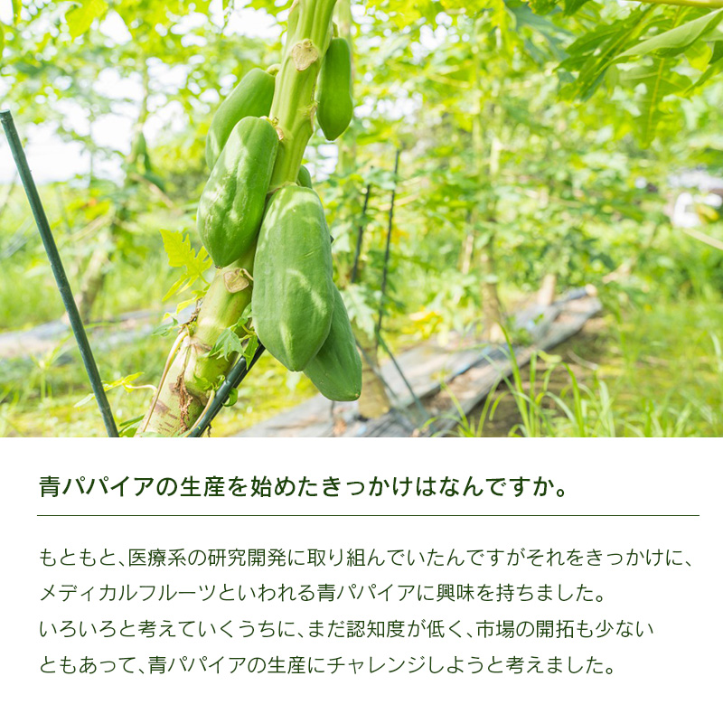 ～パパイア王子謹製～青パパイアマイルドグリーンカレー【C323】_イメージ5