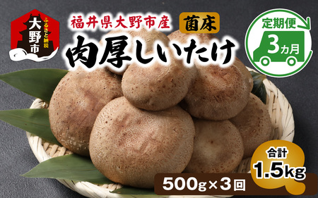 【3ヶ月定期便】菌床肉厚しいたけ（福井県大野市産）500g×3回 計1.5kg[A-003020]