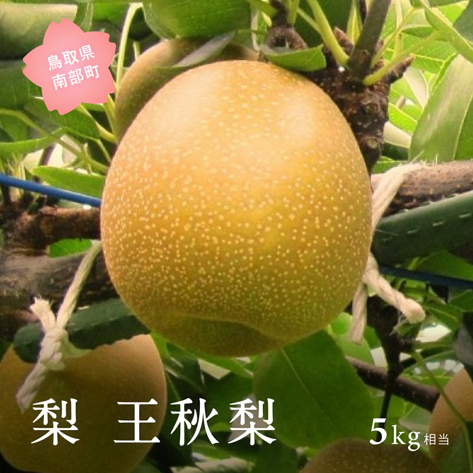 【ふるさと納税】【YA09】王秋梨（5kg箱） 2026年10月下旬出荷予定＜数量限定＞ 梨 なし フルーツ 鳥取県南部町 【先行予約】